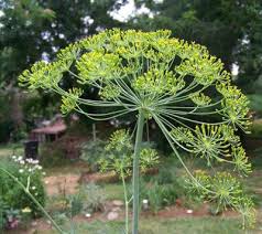 A Guide To Planting Growing Dill The Basics Planting Dill Plants Herbs