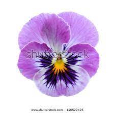 Pansy Flower Isolated On White Background Pansies Flowers Flower Drawing Flower Painting