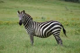 Exotic Pets To Legally Own In California The Voyager