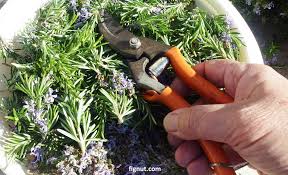 We have a rosemary that is 11 years old growing well in a large container. How To Prune Rosemary With Photos Video Fignut
