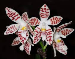 Image result for Ficalhoa