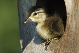 Bill Marchel How I Got This Photo Of A Baby Wood Duck Startribune Com Wood Ducks Pet Ducks Duck