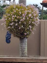 Image result for Habenaria disparilis