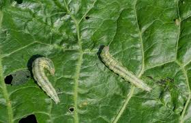 Image result for Operophtera brumata