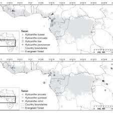 Image result for Kylicanthe rohrii