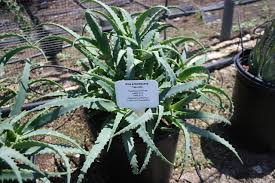 Image result for Aloe arborescens