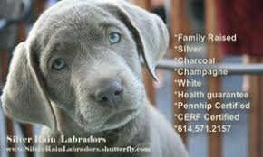 Check spelling or type a new query. Paw Print Pedigrees Breeder Profile