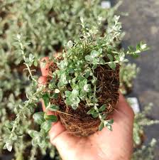 Image result for Helichrysum cymosum
