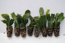 En invierno conviene colocar tu cactus dentro de casa, preferiblemente en una habitación fresca en torno a quince grados. Cactus De Navidad Consejos Para Su Plantacion Y Cuidados