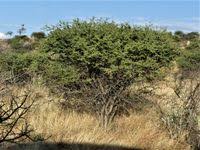 Image result for Acacia mellifera