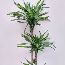 Image result for Dracaena steudneri