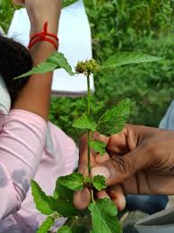 Image result for Melochia melissifolia