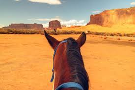 Keeping Horses In The Desert
