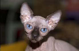 pin na doske canadian sphynx devonrex and other hairless cats