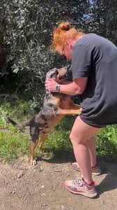 We think Jacob is one of the most handsome boys in the world- what do you  think? He ticks all the boxes, he’s good with dogs, good with kids, has met  a few cats and didn’t react and LOVES cuddles, ...