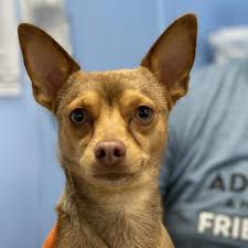 Lost dog at Lake Oroville, small white and black border collie heeler mix