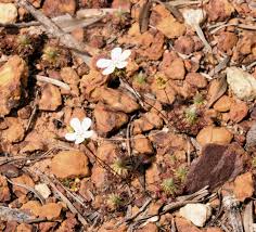 Image result for Drosera pilosa