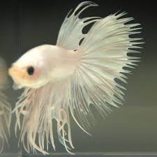Pin By Fishgang On Betta Betta Fish Betta Fish Pet