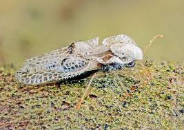 Image result for Dichaetanthera corymbosa