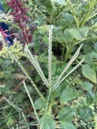 Image result for Eleusine