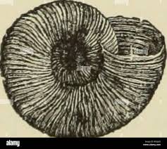 Image result for Stanfieldiella imperforata