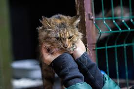 Hayvan Barinaklari Kedi Kopek Barinagi Blog11