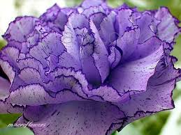 Pin On Flowers Fabulous