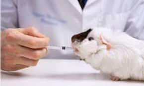 The application opened in a new tab. Flushing Veterinary Hospital Flushing Ny 11354 Dexknows Com