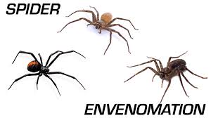 Image result for Envenomation