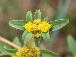 Image result for Flaveria trinervia