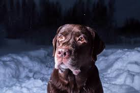 Why Is My Black Dog Turning Brown