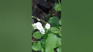 Image result for Chascanum