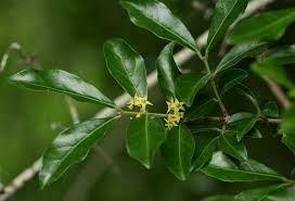 Image result for Hippocratea