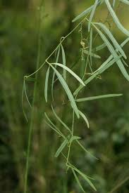 Image result for Adenia stenodactyla