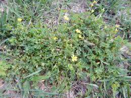 Check spelling or type a new query. Yellow Woodsorrel Oxalis Stricta Control K State Turf And Landscape Blog
