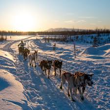 Apr 22, 2021 · for shorter distances, sled dogs may average 10 to 14 miles per hour during the course of a day of mushing. Lesson Of The Day 2 Days 10 Dogs 150 Miles In The Wilderness This Is The Iditarod For Teens The New York Times