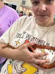 Here is my 6 corn snake out in the sunlight 🐍☀️
