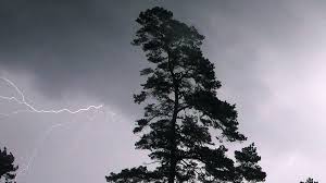 På grund av brist på växthus är växterna i huvudsak utomhus. Stort Askovader Gjorde 1 200 Stromlosa P4 Kalmar Sveriges Radio