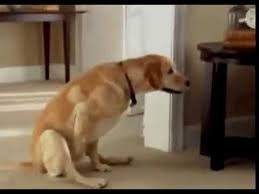 Dog Scooting What S The Cause And How To Fix It Your Vet Online