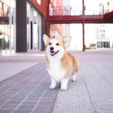 From the moment you arrive, you'll feel right at home. Pembroke Welsh Corgis A Puppy Buying Guide
