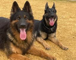 Image result for german shepherd dog