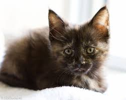 Black And Orange Tortoiseshell Kitten Adorable Tortoiseshell Kitten Black And Orange Window Light Photography Kittens Animals Humane Society