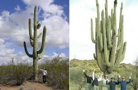 самый большой конь в мире занесенный в книгу гиннеса Samyj Bolshoj Kaktus Moremost Livejournal