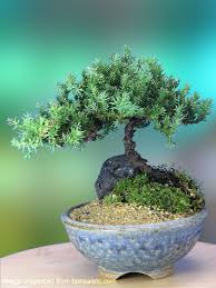 We have almost 30 years of experience in creating bonsai. Amazon Com A 5 Year Old Juniper Bonsai Tree In Japanese Setku Bowl Live Indoor Bonsai Plants Grocery Gourmet Food