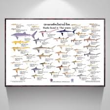 Us 11 88 40 Off Types Of Sharks Chart Art Canvas Poster Home Decor Picture For Living Room In Painting Calligraphy From Home Garden On