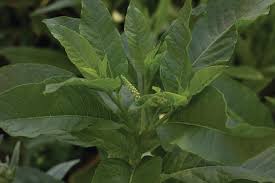 Image result for Phytolacca dodecandra