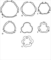 Image result for Combretum coriifolium