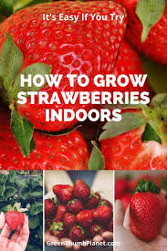 How To Easily Grow Strawberries Indoors Growing Strawberries Indoors Growing Strawberries Strawberry