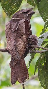 The javan frogmouth is a species of bird in the podargidae family. This Malaysian Large Frogmouth And Her Baby Natureisfuckinglit