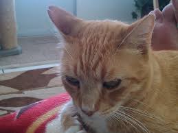 Back when i was active. Feral Cat Ear Notching Bad Cat Chris